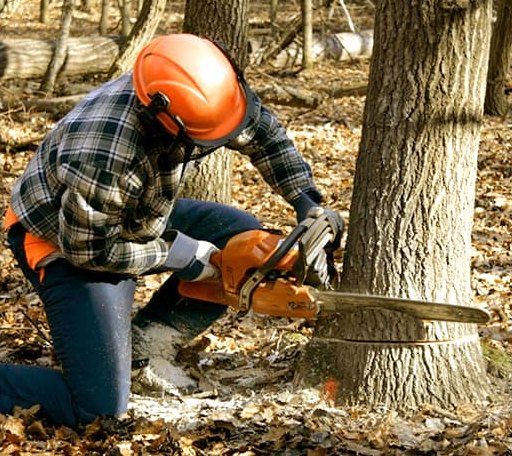 Tree Removal in Dundee, KY